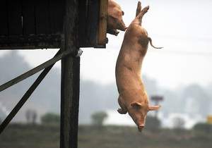 Китаец заставляет своих свиней прыгать с вышки в воду