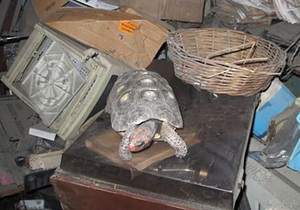Обнаружили черепаху, которая 30 лет прожила в коробке без еды и воды
