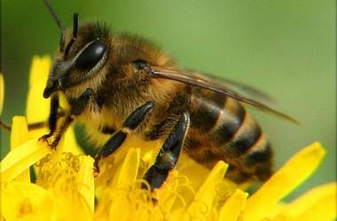 Симферополец в центре города разводит пчел