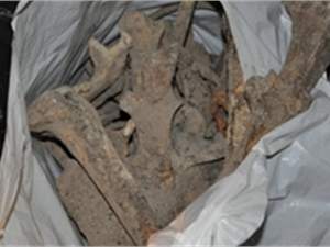 В Крымском музее были найдены мешки с костями человека