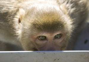 В США была поймана обезьяна, которая 4 года находилась в бегах